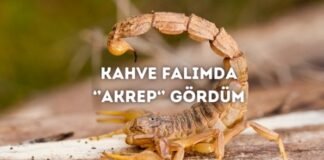 Kahve Falında Akrep Görmek Ne Anlama Gelir? Kahve Falında Akrep Görmek Ne Anlama Gelir