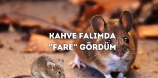 Kahve Falında Fare Görmek Ne Anlama Gelir? Kahve Falında Fare Görmek Ne Anlama Gelir