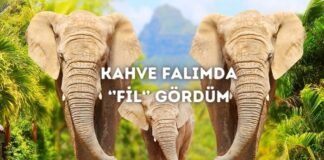 Kahve Falında Fil Görmek Ne Anlama Gelir? Kahve Falında Fil Görmek Ne Anlama Gelir