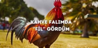 Kahve Falında Horoz Görmek Ne Anlama Gelir? Kahve Falında Horoz Görmek Ne Anlama Gelir