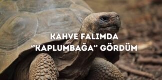 Kahve Falında Kaplumbağa Görmek Ne Anlama Gelir? Kahve Falında Kaplumbağa Görmek Ne Anlama Gelir