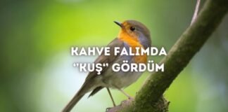 Kahve Falında Kuş Görmek Ne Anlama Gelir? Kahve Falında Kuş Görmek Ne Anlama Gelir