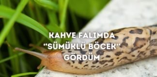 Kahve Falında Sümüklü Böcek Görmek Ne Anlama Gelir? Kahve Falında Sümüklü Böcek Görmek Ne Anlama Gelir