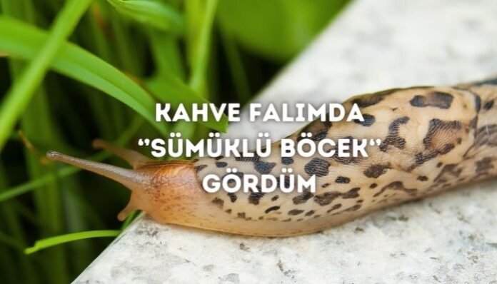 Kahve Falında Sümüklü Böcek Görmek Ne Anlama Gelir Kahve Falında Sümüklü Böcek Görmek Ne Anlama Gelir