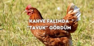 Kahve Falında Tavuk Görmek Ne Anlama Gelir? Kahve Falında Tavuk Görmek Ne Anlama Gelir